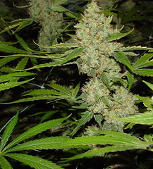 growing-marijuana