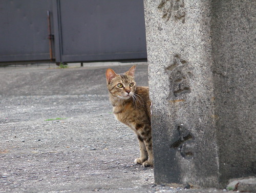 Today's Cat@20070527