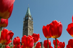 Ottawa's Tulip Festival