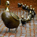 Boston - Boston Public Garden Ducks in a Row