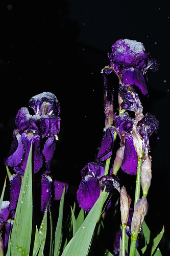 Snow Irises