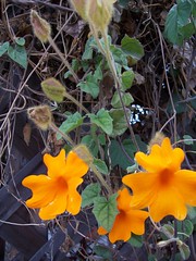 Orange burst - PaD 4/21/07 - Flowering Vine Picture
