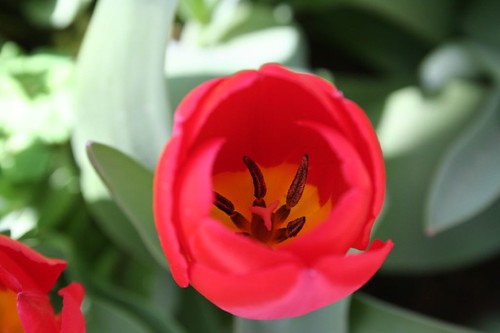red tulip, cu