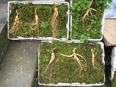 Ginseng roots on a bed of moss