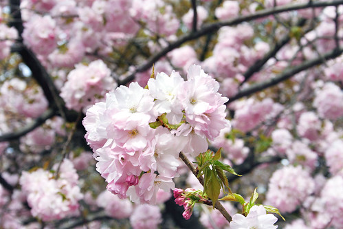 Cherry-Blossom-12