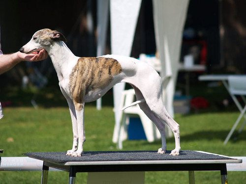 WY meets WiN: Whippet Amber (StripPoker's Drama Queen)