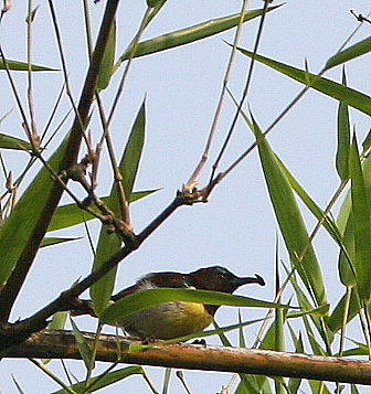 Purple Rumped Sunbird with Insect, 12 May 07