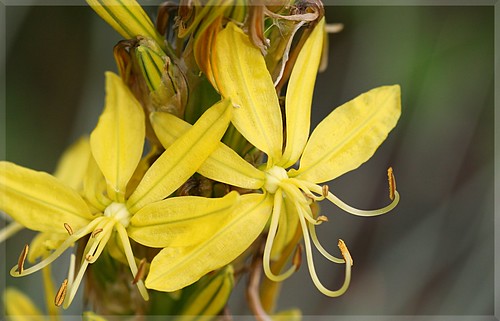 Junkerlilie - Asphodeline lutea