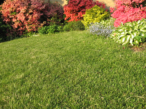 Lawn with Azaleas