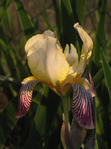 Yellow and Purple Iris 2