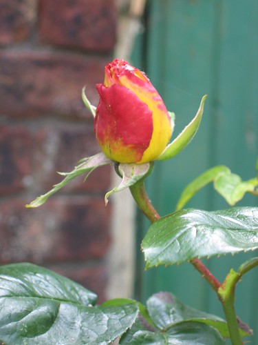 Rose bud - Peace
