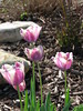 Tulips & Rocks