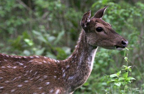 spotted deer mother