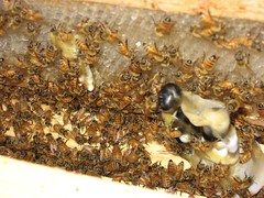 Beekeeping 2298