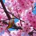 Bird on a cherry tree