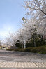 桜, オリンピック記念青少年総合センター