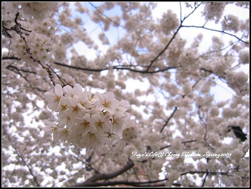 Cherry Blossom in JHU