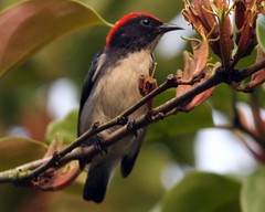 Scarlet backed flowerpecker, male