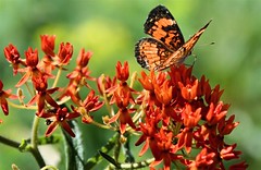 butterfly on orange milkweed