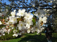 Cherry Blossoms (with bee)