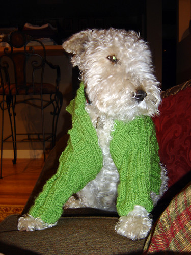 Hugo in Baby Sweater
