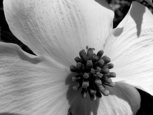 black and white flowers photography. Another flower photo.
