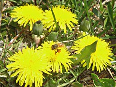 Help the bees. Leave your dandelions.
