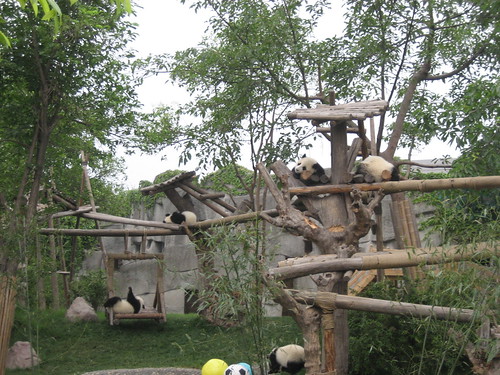 Baby Panda enclosure