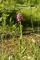 517478923 Military_Orchid 