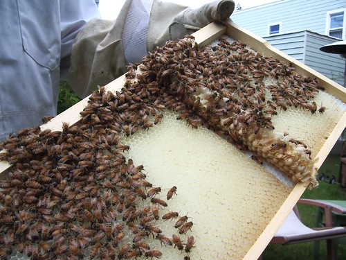 Beekeeping 2267