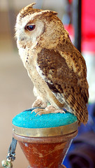 Indian Scops Owl (Otus lettia)