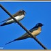 Oreneta de ribera i oreneta vulgar - golondrina y avión - swallows