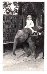 Carol and the elephant