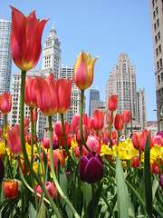 Tulips dancing with Wrigley Building and Tribune Tower, 2003