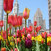 Tulips dancing with Wrigley Building and Tribune Tower, 2003