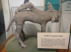 Freaky lamb