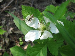 Bug on white flower