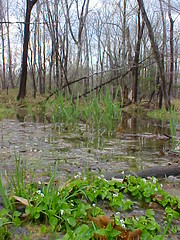 Sandy Ridge Trail (swamp)