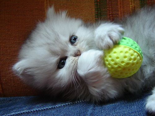 Kitten Ball