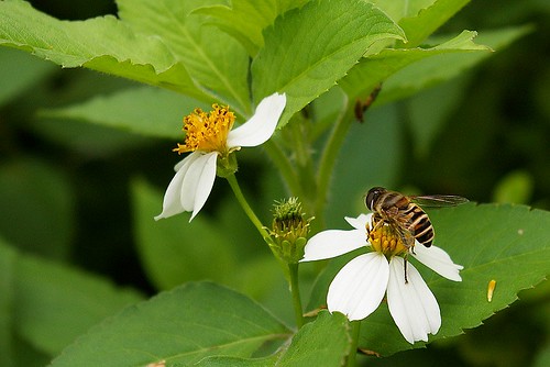 IMGP9516_蜜蜂在採花蜜