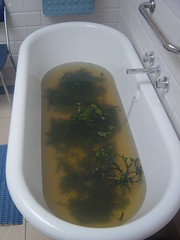 2007 05 18 Soak Seaweed Bath 005