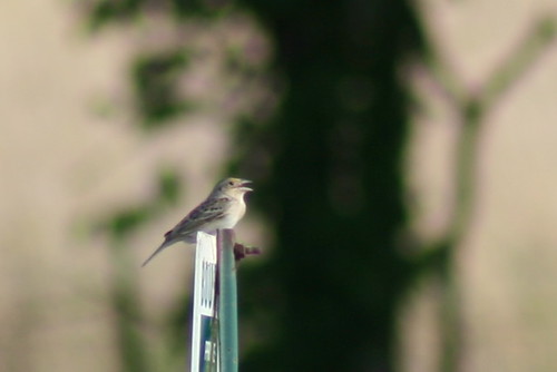 Grasshopper Sparrow1