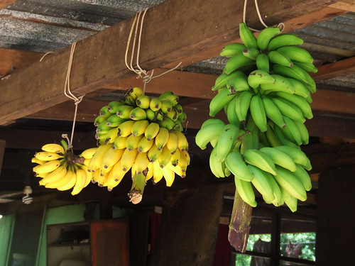 Saipan, A'be's house - aga yan chotda (ripe &amp;amp; unripe bananas)
