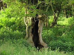 The Hollow Tree by elhawk