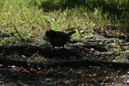American Robin with a Brood XIII