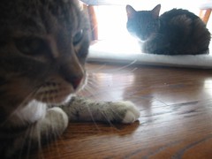 Pecos, left, with his big sis Sumatra, right. (11/09/2006)