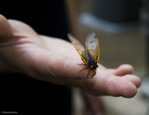 Cicada flapping