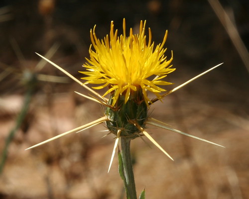 Yellow Starthistle- An invasive weed