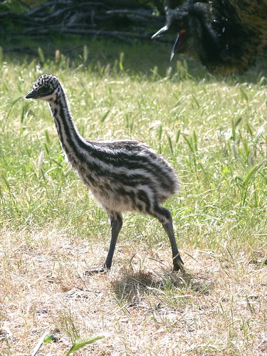 Emu chick (Dromaius novaehollandiae) by alumroot