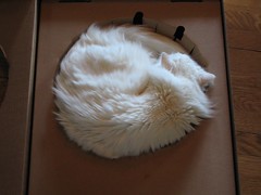 round cat in a round box